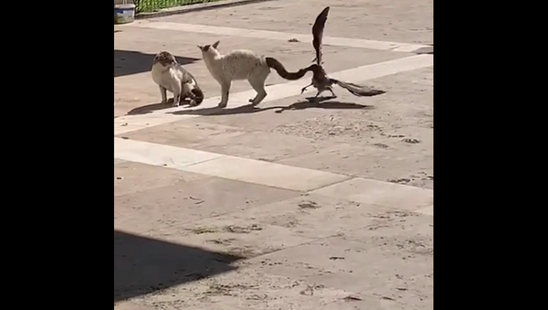 Попытки вороны отвлечь двух котов от намечающейся драки удивили Сеть – видео - Sputnik Грузия