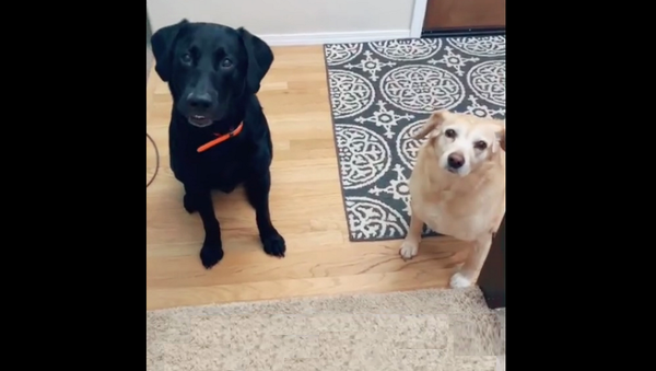 Девушка впервые за многие годы назвала свое имя собакам – видео их бесподобной реакции - Sputnik Грузия