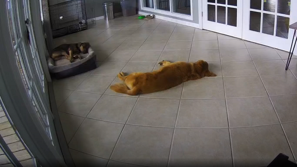 Заботливый пес успокоил сородича, которому приснился страшный сон – милое видео - Sputnik Грузия