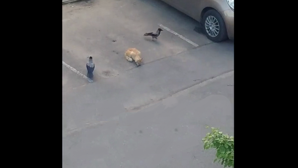 Две вороны хитро развели уличного кота и украли у него еду – забавное видео - Sputnik Грузия