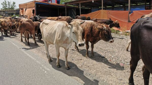 Коровы идут по дороге вдоль обочины - Sputnik Грузия