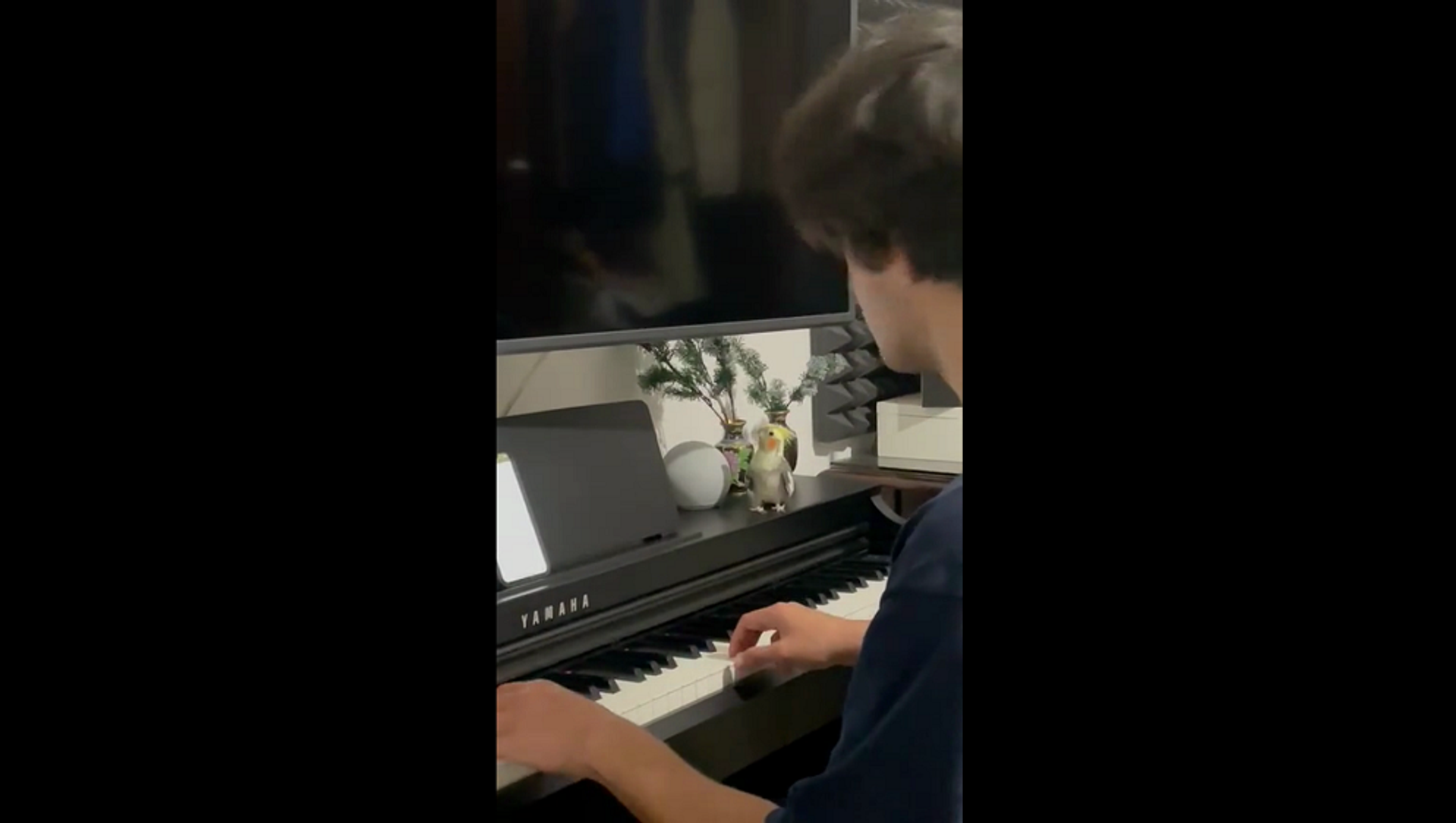 Дуэт играющего на пианино парня с поющим попугаем покорил Сеть – видео - Sputnik Грузия, 1920, 17.08.2021