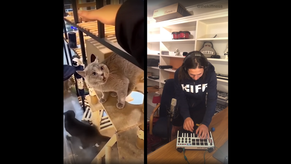 Парень переделал злобное мяуканье кота в музыкальный трек и создал хит – видео - Sputnik Грузия