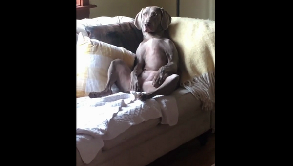 Очень кого-то напоминает: пес развалился на диване в человеческой позе – забавное видео - Sputnik Грузия