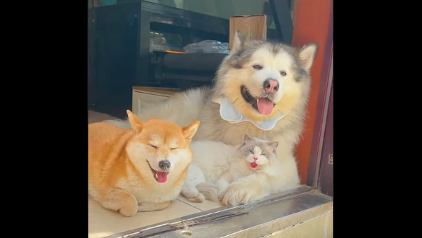 Кошка часто проводила время вместе с собаками и стала дышать по-собачьи – забавное видео - Sputnik Грузия