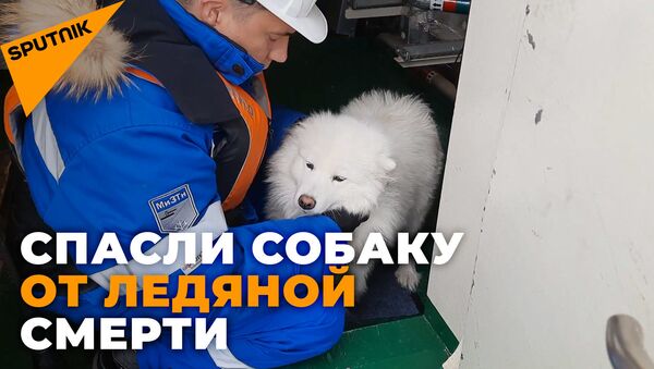 Как экипаж ледокола спас собаку, потерявшуюся во льдах - видео - Sputnik Грузия