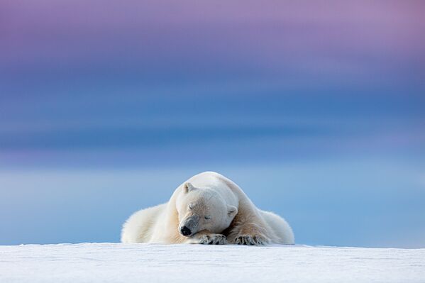 Снимок Сонный белый медведь фотографа Денниса Стогсдилла, победитель в номинации Дикие портреты - Sputnik Грузия