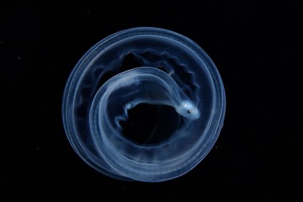 Снимок Круглый фотографа Чжиъюэ Ши, занял второе место в категории Подводный - Sputnik Грузия