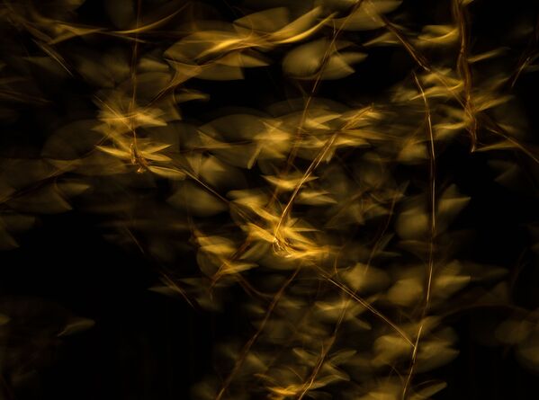 Снимок Танец термитов Джеймса Гиффорда, победитель в номинации Маленький мир конкурса Nature TTL Photographer of the Year 2021 - Sputnik Грузия