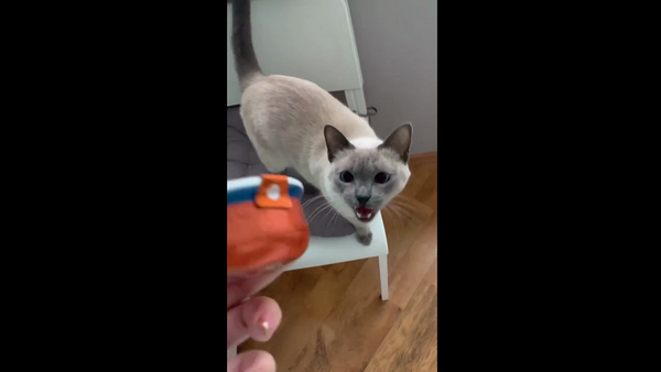 Вечно подозревающий хозяев в краже своей еды кот рассмешил Сеть – видео - Sputnik Грузия