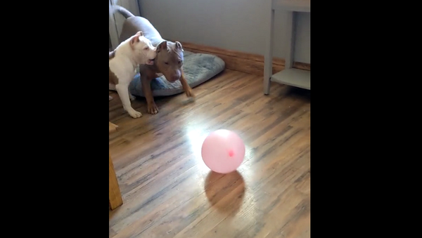 Собаки впервые увидели воздушный шарик – видео их реакции - Sputnik Грузия