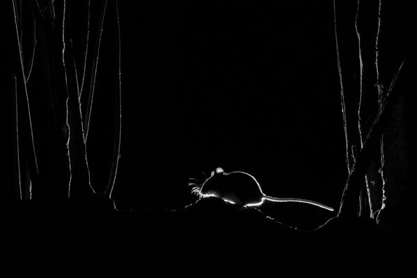 ფოტო „ხის თაგვის სილუეტი“, ავტორი ჯონ ფორმსტონი, კატეგორია „ფოტოხაფანგის“ გამარჯვებული - Sputnik საქართველო
