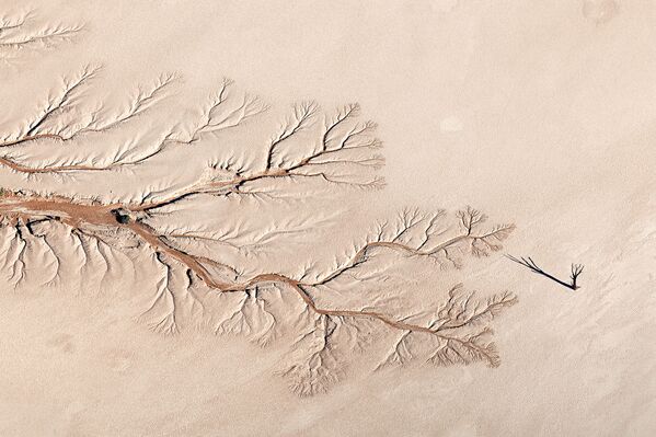 ფოტო „სიცოცხლის ხე“, ავტორი ჯეი როუდი, კატეგორია „პეიზაჟების“ გამარჯვებული - Sputnik საქართველო