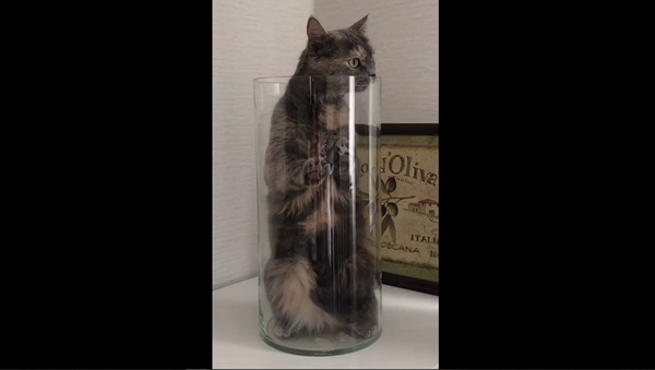 Ты не цветочек: хозяйка ошарашила севшего в вазу кота суровой правдой – видео - Sputnik Грузия