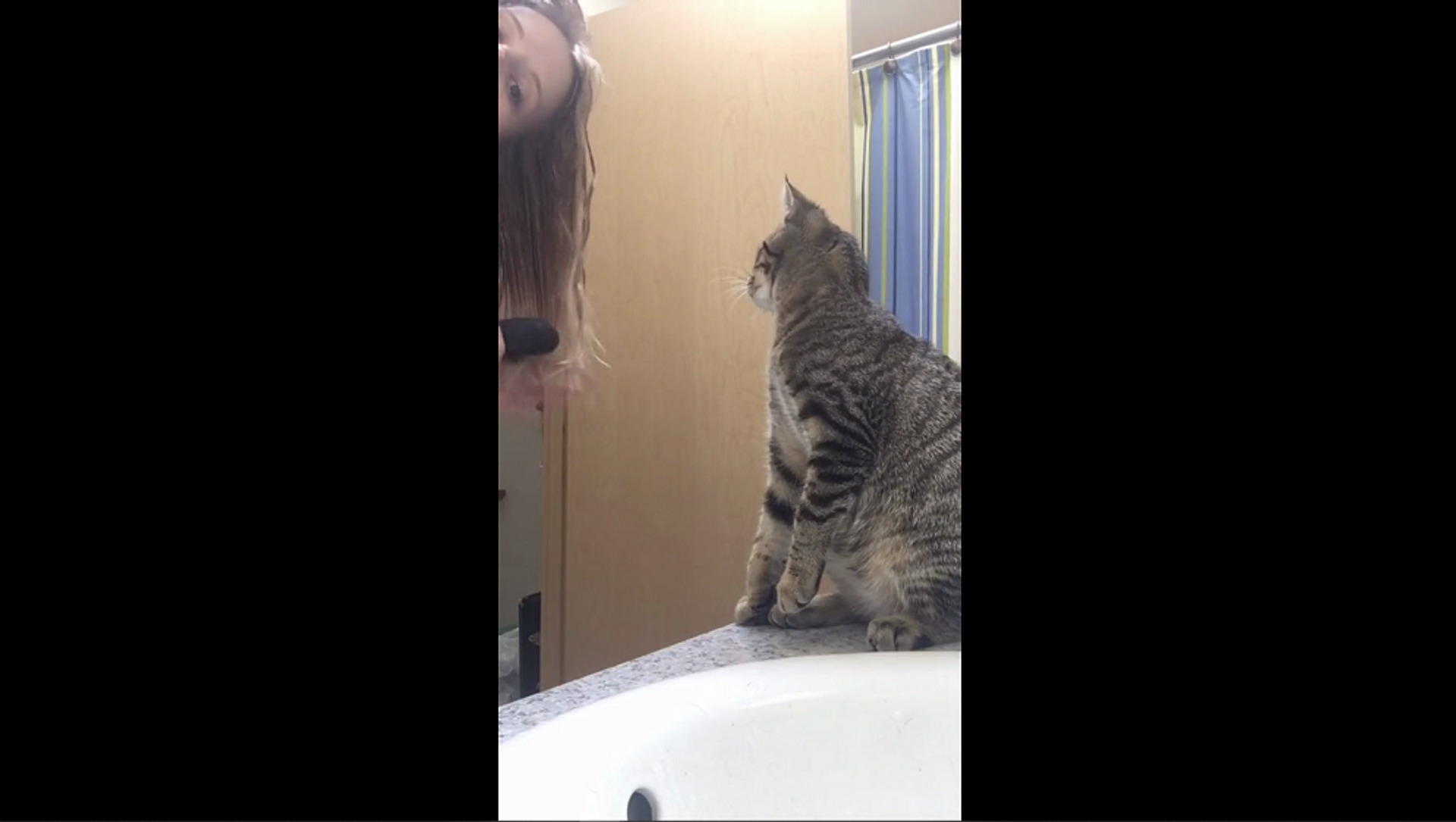 Вот здесь поправь еще: кошка помогает девушке правильно расчесать волосы – видео - Sputnik Грузия, 1920, 11.06.2021