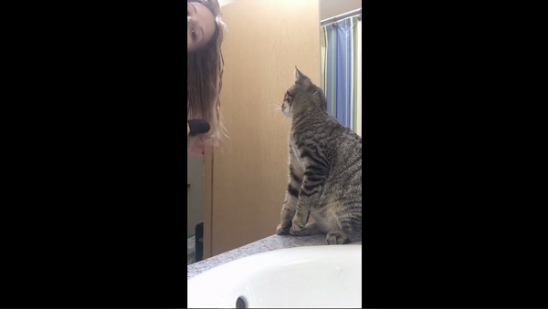 Вот здесь поправь еще: кошка помогает девушке правильно расчесать волосы – видео - Sputnik Грузия