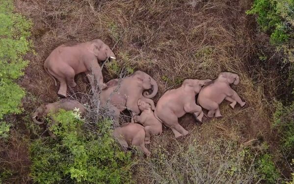 Слоны отдыхают в лесу в провинции Китая Юньнань  - Sputnik Грузия