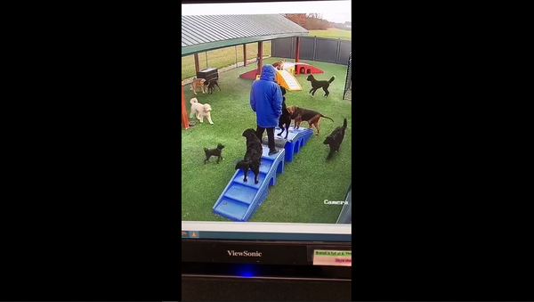 Слаженная работа: собаки сообща сбили хозяина с ног, чтобы его зацеловать – забавное видео - Sputnik Грузия