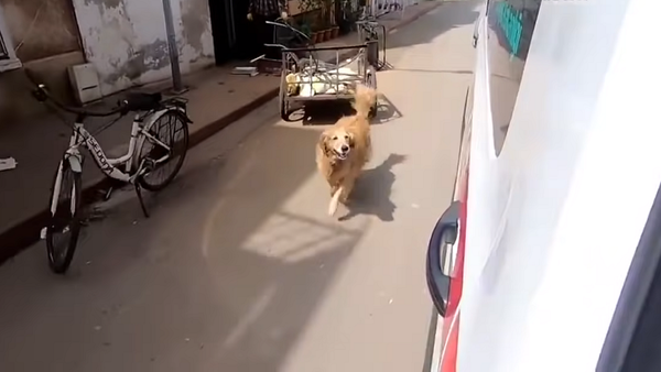 Пес бежал по всему городу за машиной скорой помощи, забравшей его хозяйку – видео - Sputnik Грузия