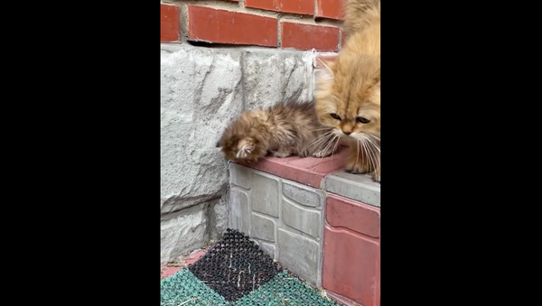 Мама-кошка учит крохотного котенка спускаться с лестницы – милое видео - Sputnik Грузия