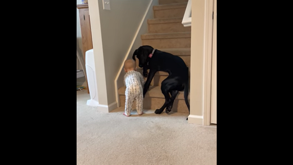 Заботливый щенок не дает младенцу подняться по лестнице, чтобы он не пострадал – видео - Sputnik Грузия
