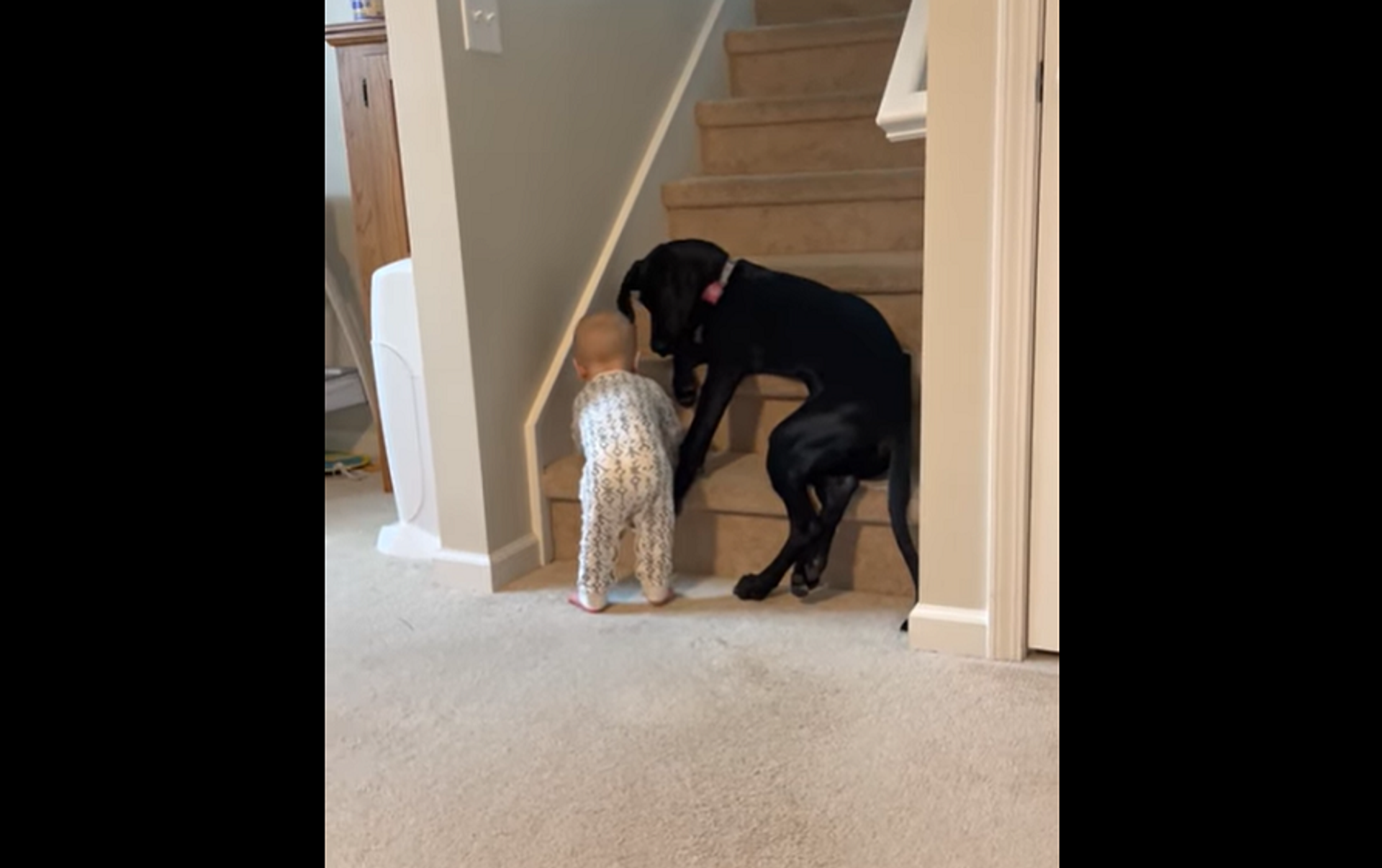 Собака не пускает ребенка на лестницу. Собака не подпускает ребенка к лестнице. Почему собака не может подняться на лестницу.