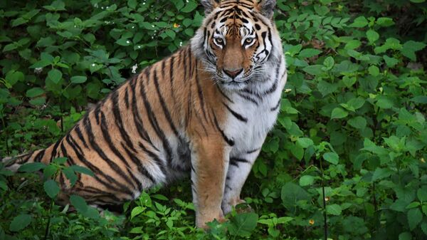 Тигр Амур в Приморском сафари-парке - Sputnik Грузия