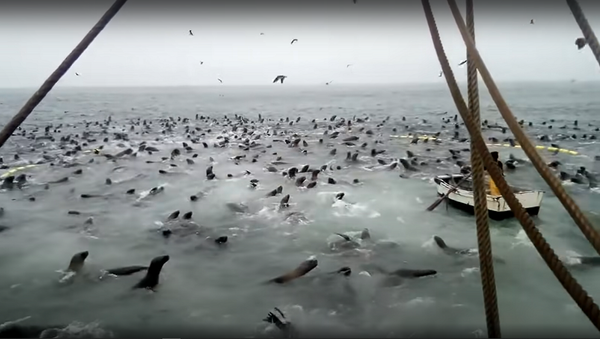Сотни тюленей окружили корабль рыбаков и начали есть их пойманную рыбу – невероятное видео - Sputnik Грузия