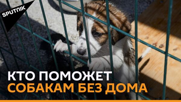 Частный приют для собак в Тбилиси Тамаза Элизбарашвили прекращает работу  - Sputnik Грузия