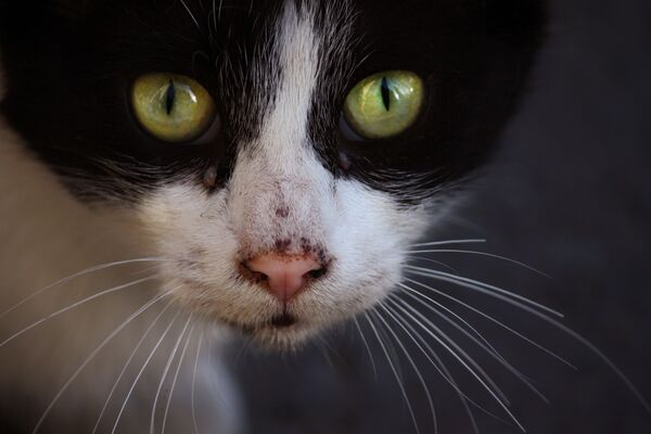 А это собрат лемура – обычный дворовый котенок. Глазки такие же выразительные, только зеленые. Но к кошкам-то горожане привыкли. Многие их подкармливают - Sputnik Грузия