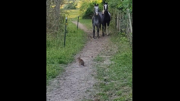 Лошади впервые в жизни увидели кролика и немножко растерялись – забавное видео - Sputnik Грузия