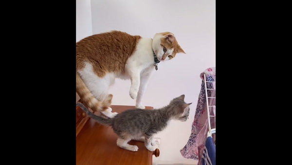 Мама-кошка пытается бороться с желанием толкнуть котенка с комода – забавное видео - Sputnik Грузия