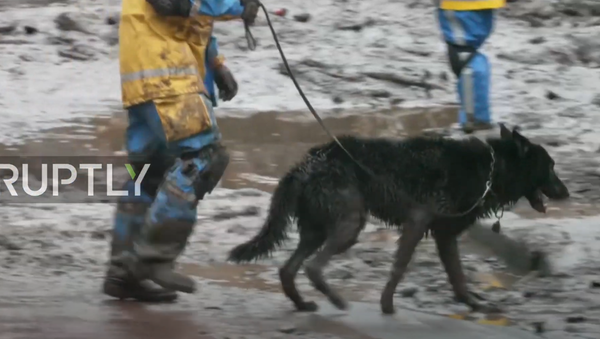 სტიქია იაპონიაში: დამეწყრილ ქალაქში დაკარგულებს ძაღლები ეძებენ - Sputnik საქართველო