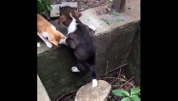 Попытки котенка вызволить щенка из глубокой ямы покорили Сеть – видео - Sputnik Грузия