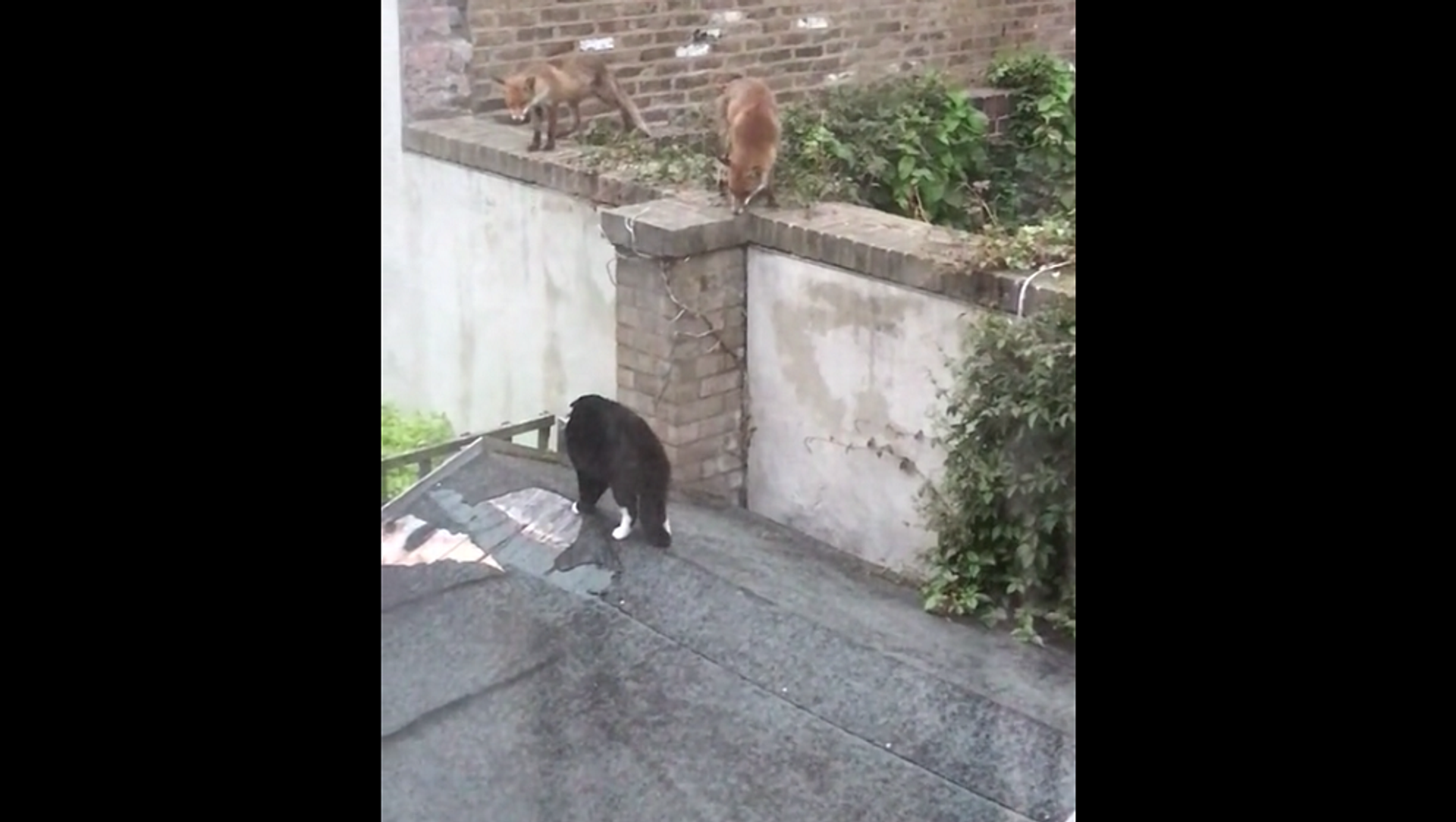 Две лисы окружили на кота, но он отважно защитил свой дом от нападения – видео - Sputnik Грузия, 1920, 20.07.2021