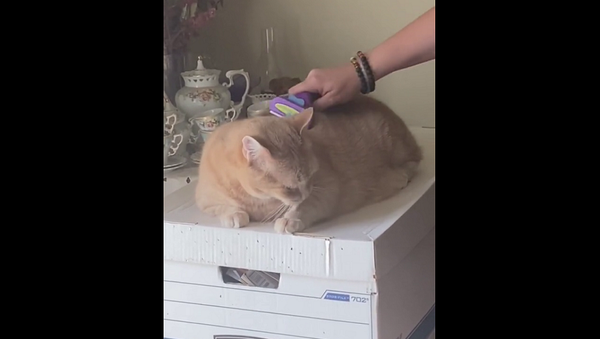 Кот увидел свою шерсть после расчесывания и начал ругаться на хозяйку – смешное видео - Sputnik Грузия