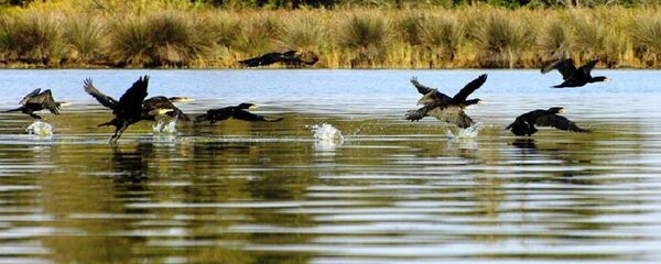 Колхидский национальный парк - Sputnik Грузия