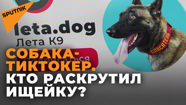 Поисково-спасательная собака стала звездой TikTok - видео - Sputnik Грузия