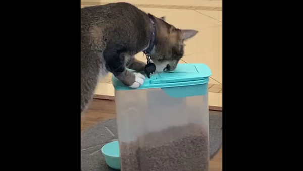 Умный кот нашел способ красть корм из специального контейнера – видео - Sputnik Грузия