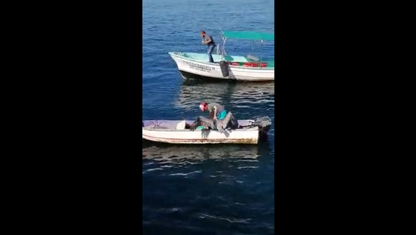Пеликан подкрался к рыбаку в лодке со спины и полез к нему обниматься – необычное видео - Sputnik Грузия