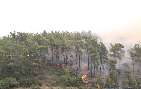 Власти 12 турецких провинций ввели запрет на посещение лесных массивов до конца августа из-за продолжающихся в стране лесных пожаров - Sputnik Грузия