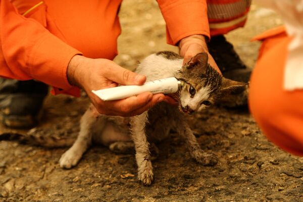 მოხალისეები ხანძრისგან დაშავებულ კატას მკურნალობენ - Sputnik საქართველო