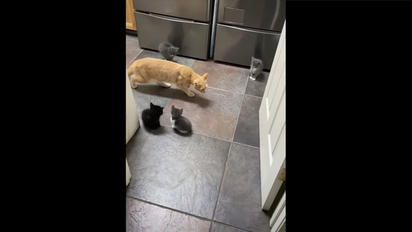 Кот вернулся домой, куда хозяйка привела пятерых новых котят – видео его бесценной реакции - Sputnik Грузия