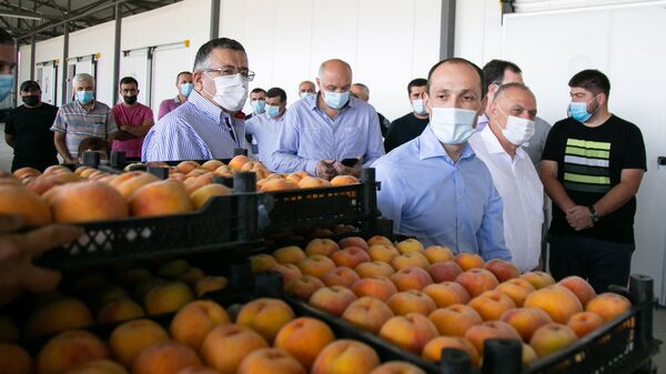 Сбор урожая персиков в Кахети - Sputnik Грузия