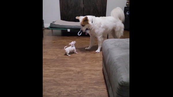 Крошечный щенок заставил гигантского пса отдать ему игрушку – забавное видео - Sputnik Грузия