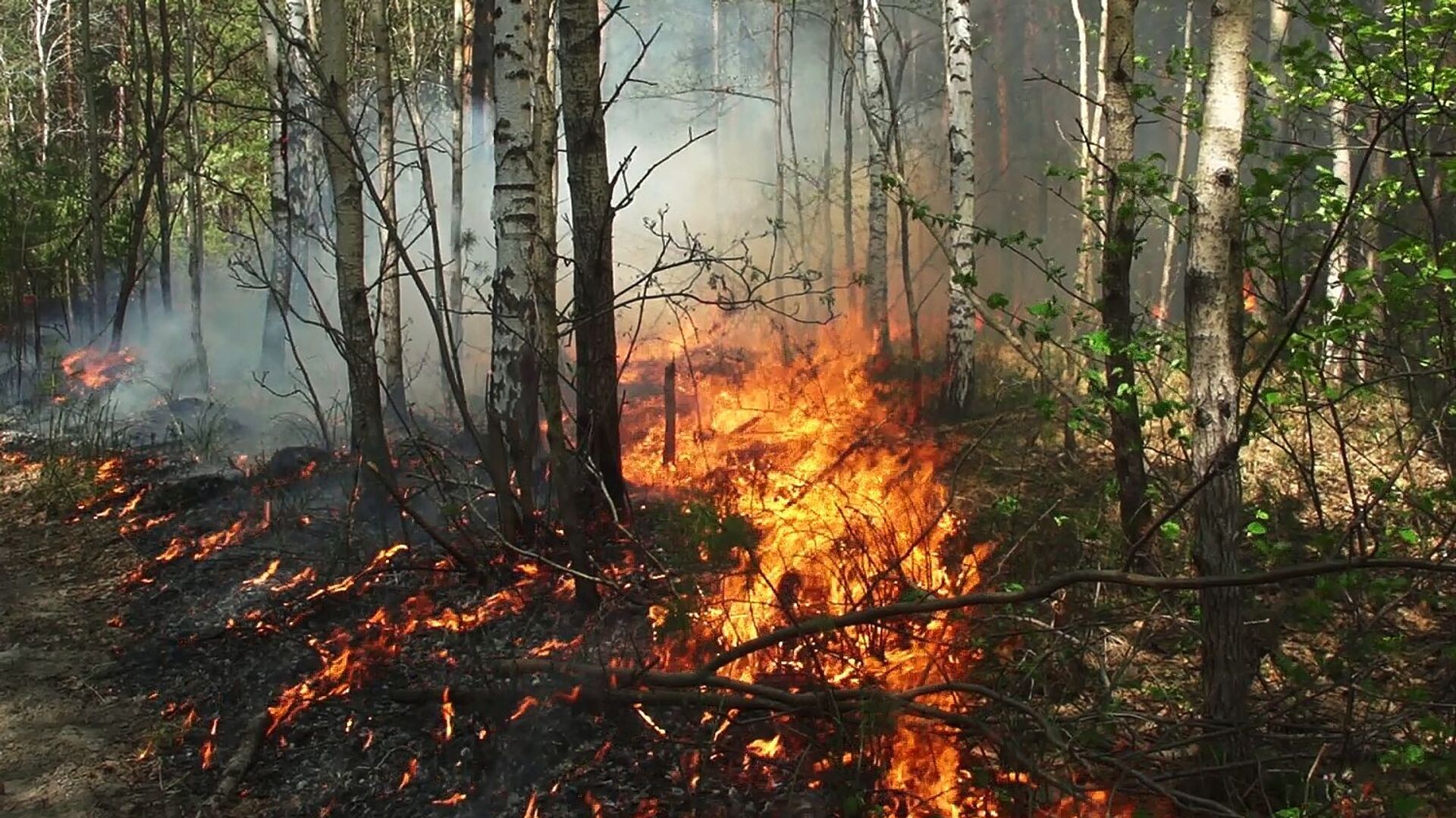 Тушение лесных пожаров в России - Sputnik Грузия, 1920, 09.08.2021