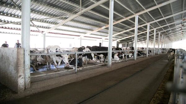 Новая мясо-молочная ферма в Грузии - Sputnik Грузия