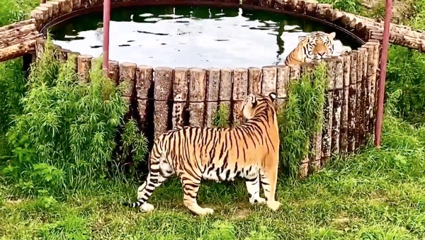 Купаются, ныряют и плывут по несколько километров. Тигры спасаются от аномальной жары - Sputnik Грузия