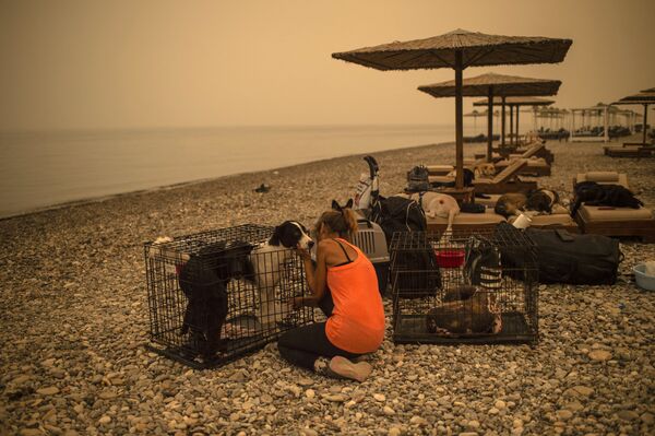 Женщина ухаживает за раненой собакой на пляже во время лесного пожара в деревне Пефки на острове Эвия  - Sputnik Грузия