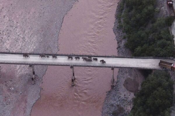 Стадо слонов пересекает реку по шоссе недалеко от города Юйси, в провинции Юньнань на юго-западе Китая - Sputnik Грузия